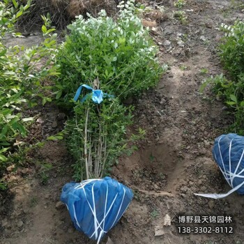 保定水蠟當(dāng)年苗,苗木質(zhì)量好,大面積水蠟
