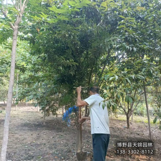 雄安地区6公分碧桃来电咨询-绿叶碧桃-大田苗碧桃便宜