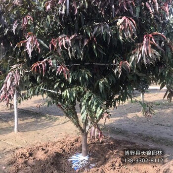 保定市定州大规格碧桃价格咨询-绿叶碧桃-骨架碧桃基地