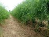 滨州绿宝石F1芦笋苗栽培,国产绿芦笋苗种植指导