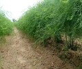 滨州绿宝石F1芦笋苗栽培,国产绿芦笋苗种植指导