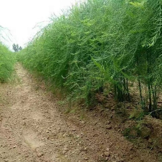 忻州绿宝石F1价位,进口绿芦笋幼苗种植指导