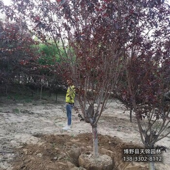 保定市定州5公分碧桃供应-绿叶碧桃-骨架碧桃基地