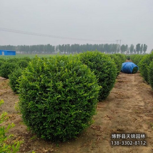 保定水蜡篱笆,哪里销售,水蜡种植基地