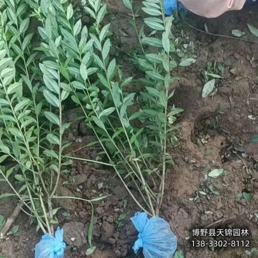 保定水蠟造型,降價(jià)銷售,大面積水蠟