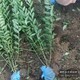 北方水蠟圖