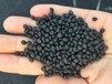 安徽高产一代芦笋种子批发发芽率95%以上免费技术指导