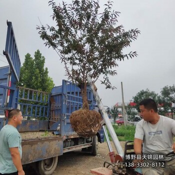 碧桃定植苗保定,骨架碧桃基地,園林