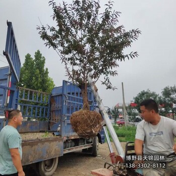 河北定州7公分碧桃价格多少-龙柱碧桃-碧桃苗圃花钱少