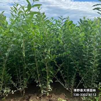 保定水蜡造型,苗圃现货,天锦园林