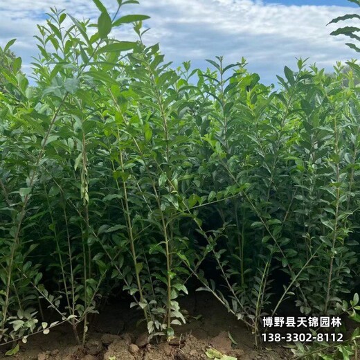 保定水蜡造型,哪里种植,北方水蜡