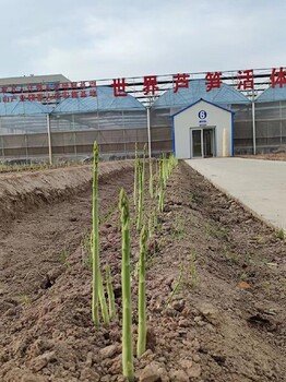 邯郸绿宝石F1怎么种,进口紫芦笋幼苗怎样种植