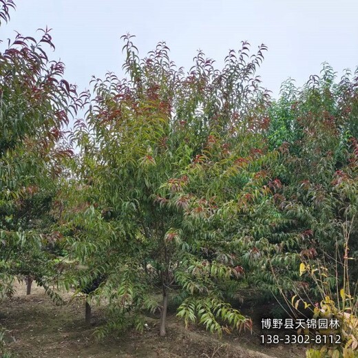 保定地區(qū)12公分碧桃全國供應(yīng)-綠葉碧桃-大田苗碧桃便宜