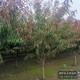 紅葉碧桃圖
