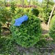 水蠟種植基地圖