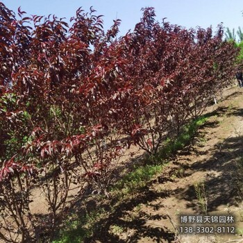 保定市定州大规格碧桃价格咨询-绿叶碧桃-骨架碧桃基地