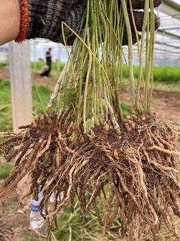 聊城巨鑫源一号栽培方法,进口紫芦笋种苗,芦笋根的移植方法