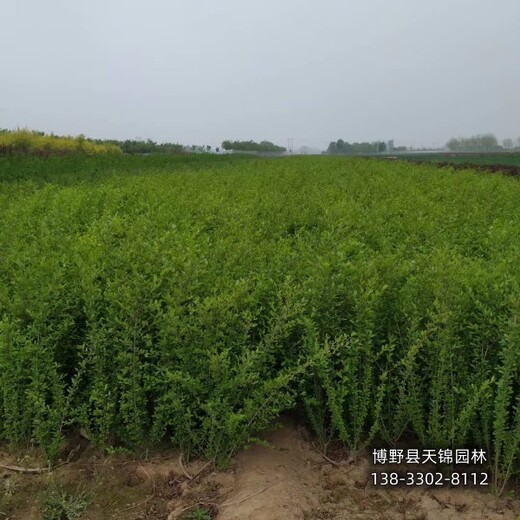 保定80高水蠟,苗木質(zhì)量好,經(jīng)紀(jì)人