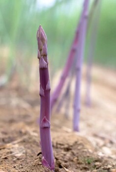 大理康爱草1号芦笋苗基地