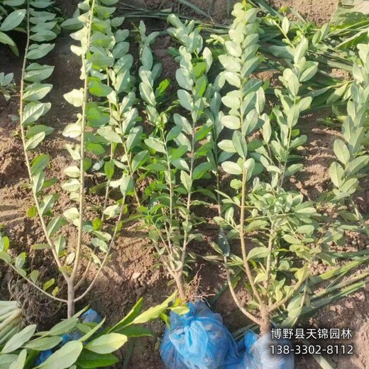 保定綠葉水蠟,價(jià)格多少,苗木綠化商
