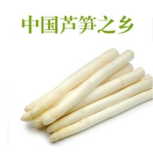 蘆筍苗子,和平區(qū)白雪公主F1廠(chǎng)家圖片