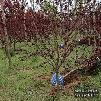 保定市定州5公分碧桃供应-绿叶碧桃-骨架碧桃基地