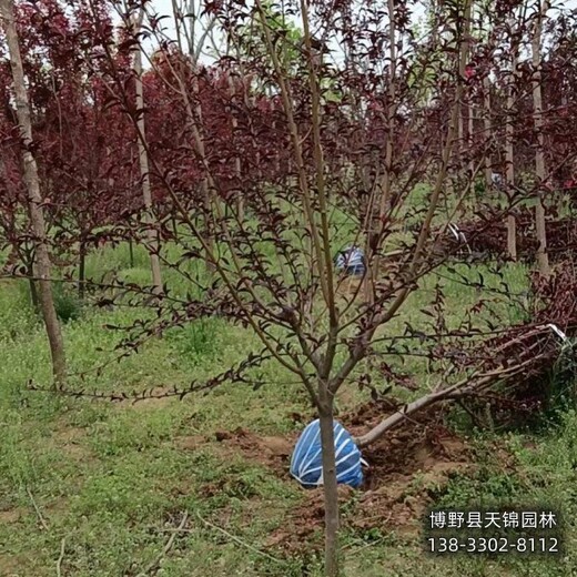 8公分碧桃保定,骨架碧桃基地,價(jià)格行情