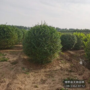 保定水蜡球,哪里便宜,大面积水蜡