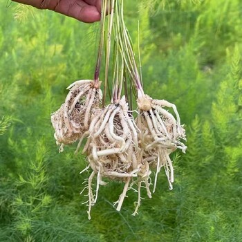 濱州綠寶石F1栽培,紫蘆筍苗注意事項
