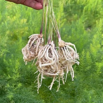 泰安康爱草2号芦笋种子供应,芦笋种子适合什么季节育苗