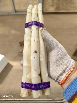 紅橋區(qū)白雪公主F1基地,蘆筍幼苗