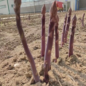 常德康爱草1号芦笋种子基地