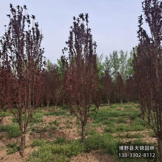 4公分碧桃保定,碧桃苗圃,貨到付款