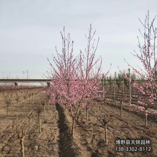 雄安地區(qū)大規(guī)格碧桃本地價(jià)格-綠葉碧桃-碧桃苗圃花錢(qián)少