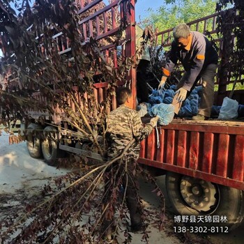 保定市定州大规格碧桃价格咨询-绿叶碧桃-骨架碧桃基地