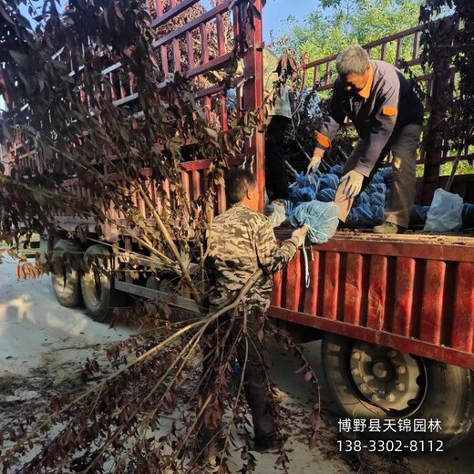 碧桃假植苗保定,碧桃苗圃,附近苗圃