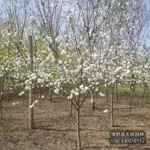 碧桃移栽苗保定,骨架碧桃基地,供应