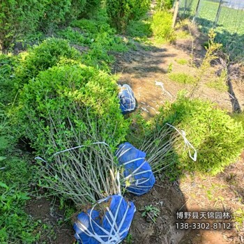 保定水蜡造型,自产自销,水蜡种植基地