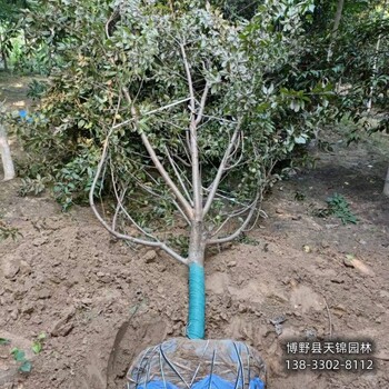 河北定州大田苗碧桃價格多少-紅葉碧桃-碧桃苗圃花錢少