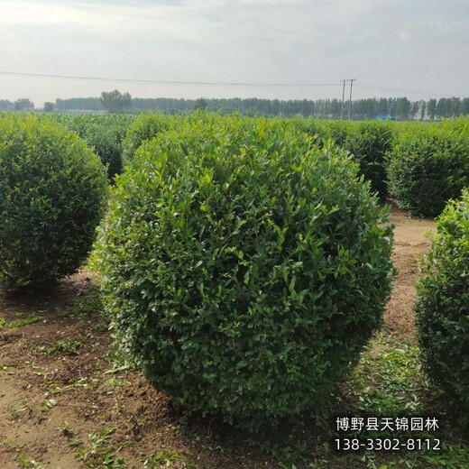 保定40高水蠟,農戶種植,苗木經紀人