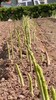 东营荷塘月色F1种植,芦笋的种植与管理,种植方式