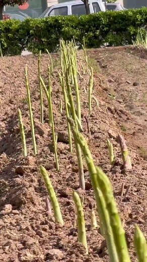 东营荷塘月色F1种植,芦笋的种植与管理,露天芦笋苗的种植方法