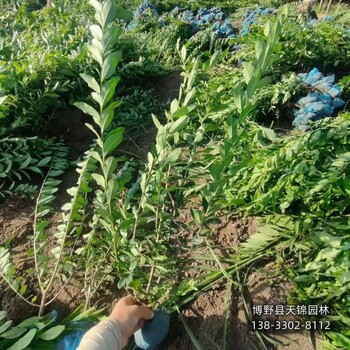 保定水蜡大田苗,自产自销,北方水蜡