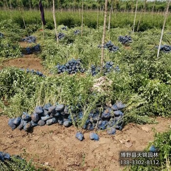 保定水蜡当年苗,农户种植,天锦园林