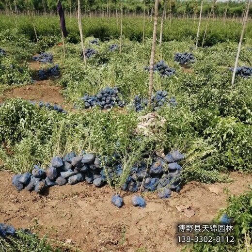 保定水蜡大田苗,苗圃种植,天锦园林