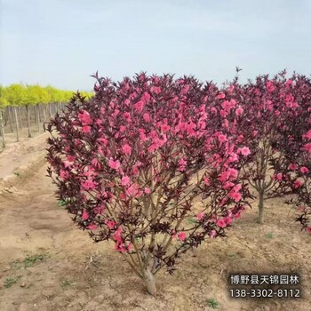北京大田苗碧桃帶土球裝車-紅葉碧桃-碧桃苗圃花錢少