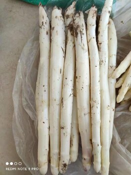 蘆筍,海淀白雪公主F1基地在哪