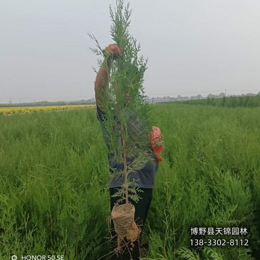 多分枝侧柏保定,苗木经纪人,绿化新品种