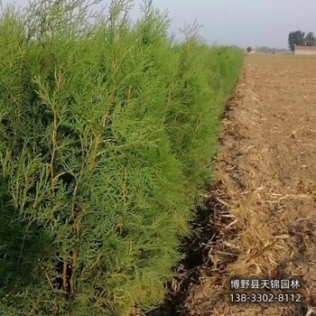 侧柏定植苗保定,常绿侧柏种植,清地处理