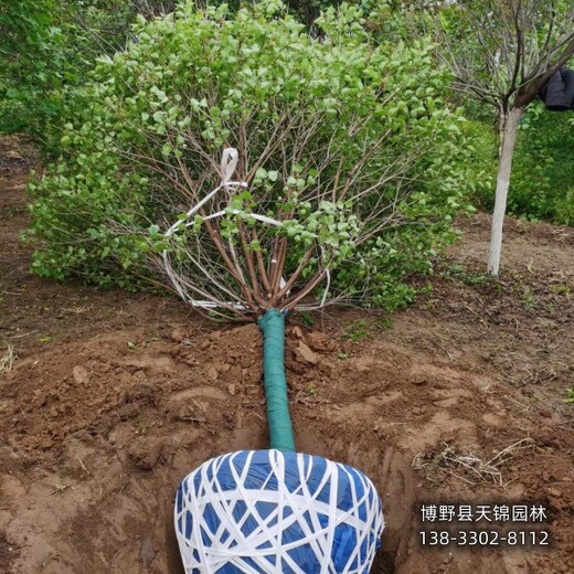 叢生丁香帶土球裝車-北京丁香-丁香大戶